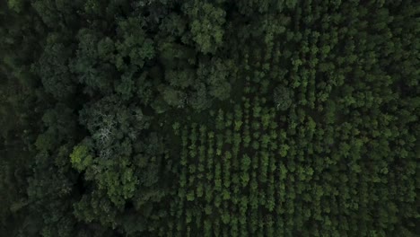 Drone-Volando-Sobre-Un-Bosque-De-Pinos-Plantados-En-Florida