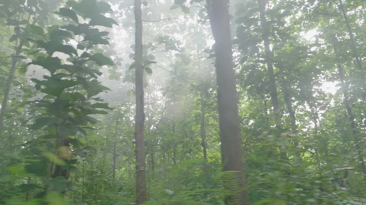 안개 숲의 장면