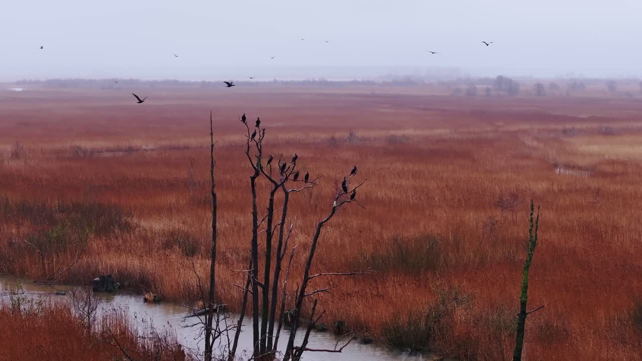Alberi spogli con cormorani, pioggia nebbiosa, atmosfera mistica, zone umide della Lettonia