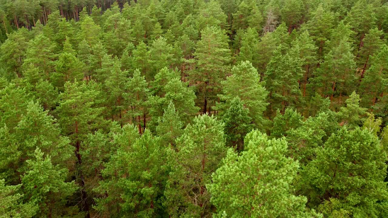 bosque de retiro que muestra un gran bosque de pinos verdes, concepto ecológico y natural