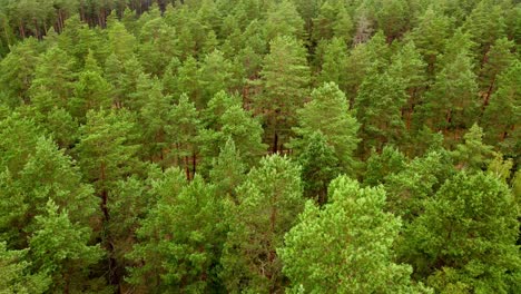 retreat forest showing large green pine forest, ecological and nature concept