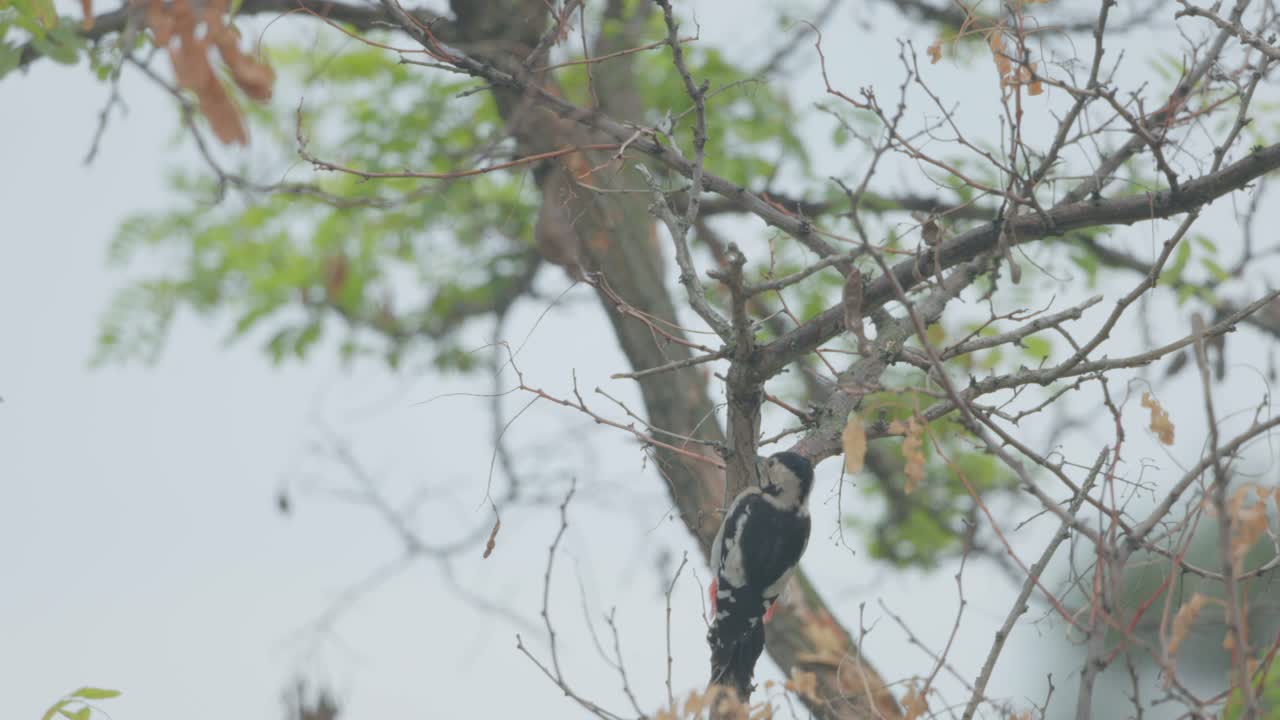 Great Spotted Woodpecker Bird Pecking Dried Tree Branches. Selective Focus Shot