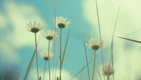 delicate blossoms reach towards a soft, blue sky. captured from a unique low angle, this photo draws you into nature's tranquility, evoking peaceful spring or summer mornings.