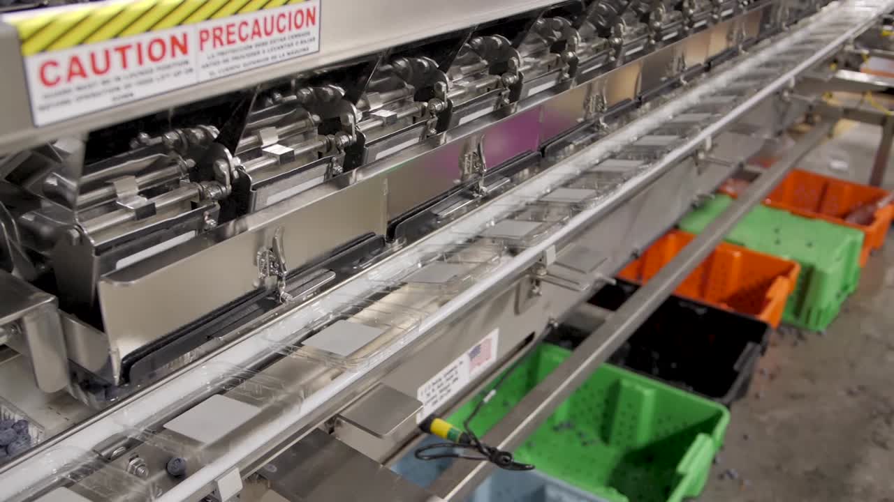 블루베리 가공 및 포장 공장