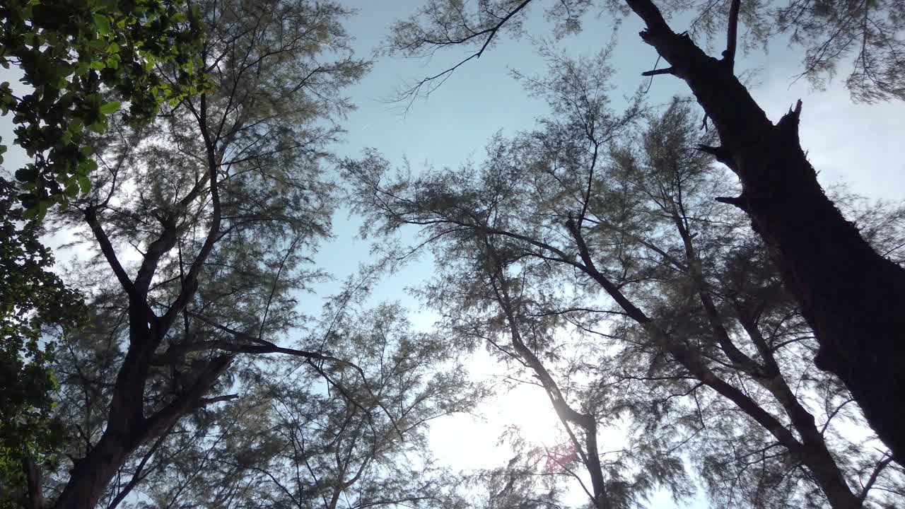 4k uhd 비디오에서 태국, 푸켓, 해변 근처의 공원을 걷는 동안 바다 소나무가 보이는 하늘까지의 풍경