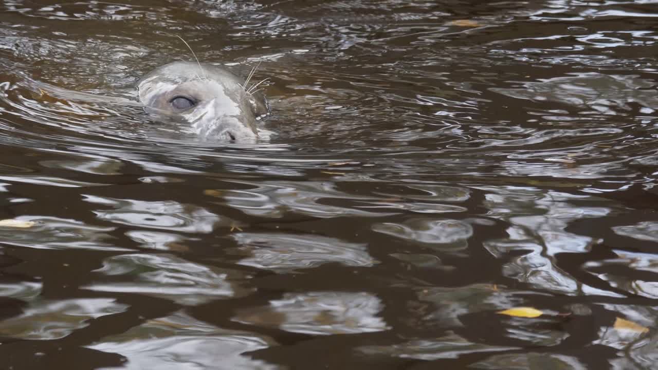 Lange Nahaufnahme einer süßen Kegelrobbe, die neugierig mit ihrem Kopf aus einem dunklen, kalten Fluss die Umgebung auskundschaftet.
