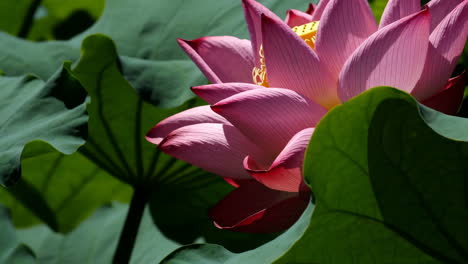 beautiful pink lotus flowers in bloom on a pond