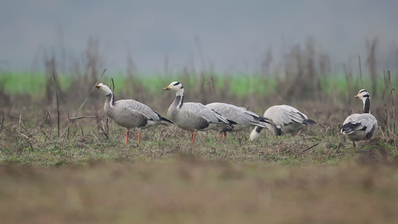 바 머리 거위 가 먹이를 먹고 있다