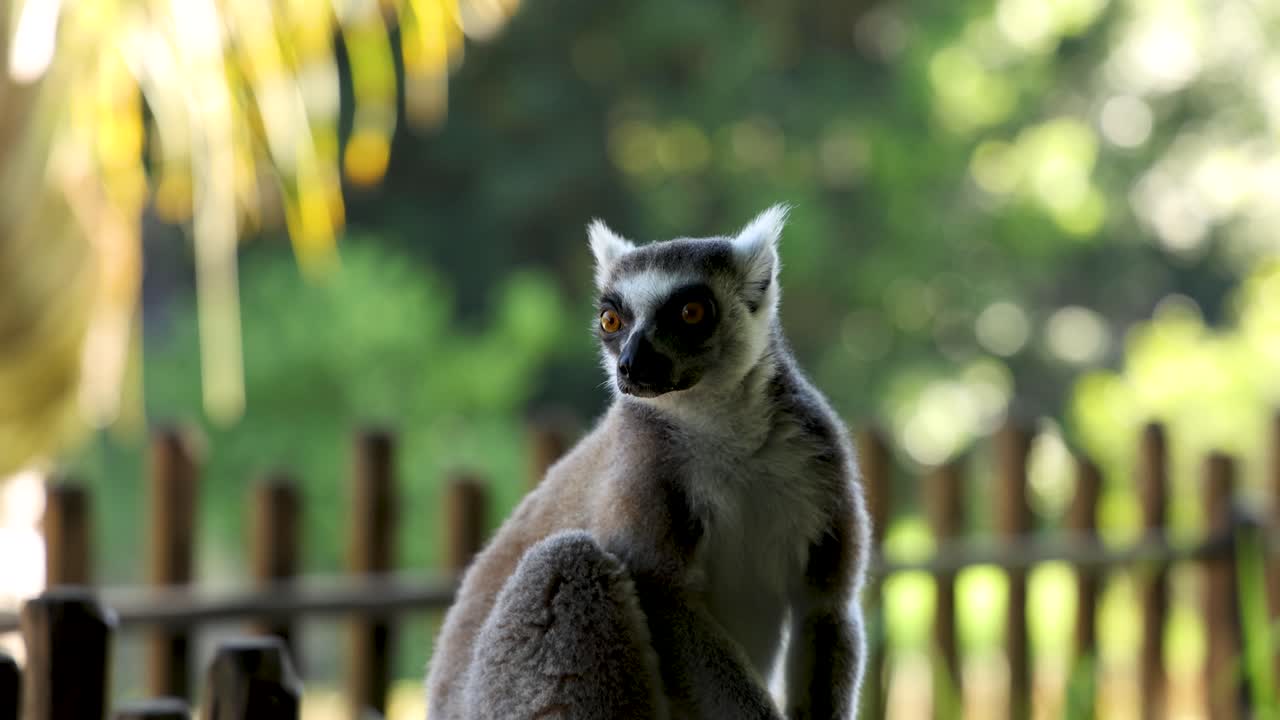 Um lêmure-de-cauda-anelada sentado em uma cerca de madeira, observando ao redor em um santuário ensolarado