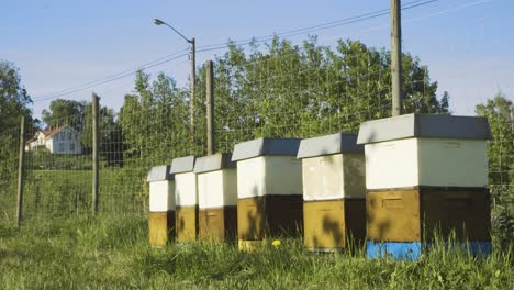 Row-Of-Beehive-Apiary-Boxes-Beside-Garden-Wire-Fence