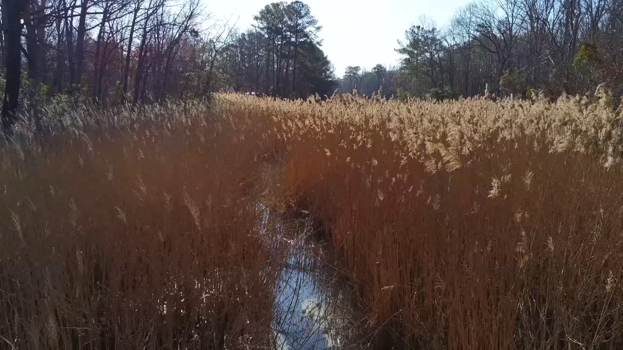 volando un avión no tripulado a través de un denso campo de cattails sólo roto por el arroyo en movimiento debajo