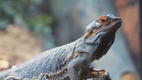 A-Sleeping-Bearded-Dragon-Suddenly-Opens-Its-Eyes-In-The-Wilderness---extreme-close-up