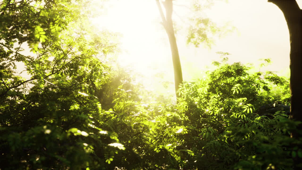 солнечные лучи в туманном зеленом лесу