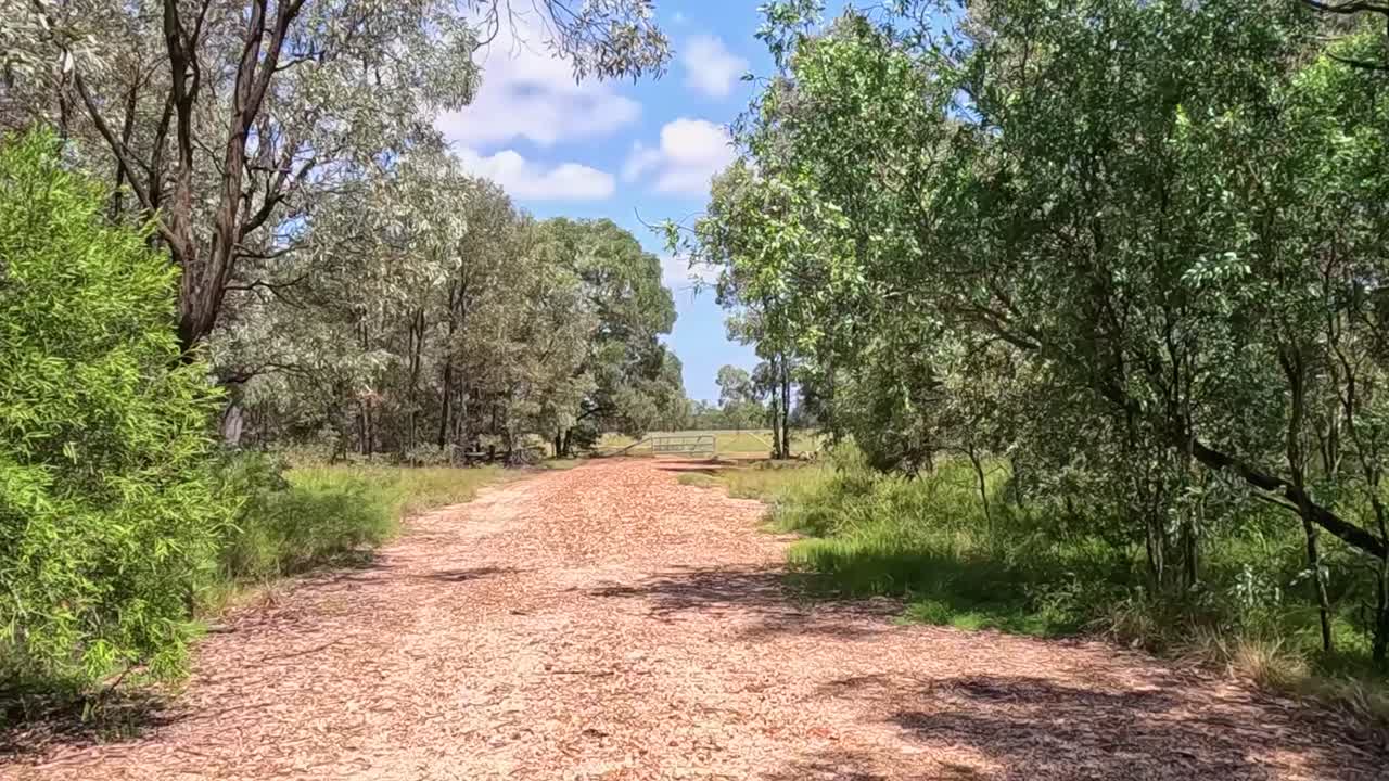 A tranquil dirt road meanders through vibrant green foliage under a bright blue sky with fluffy clouds.