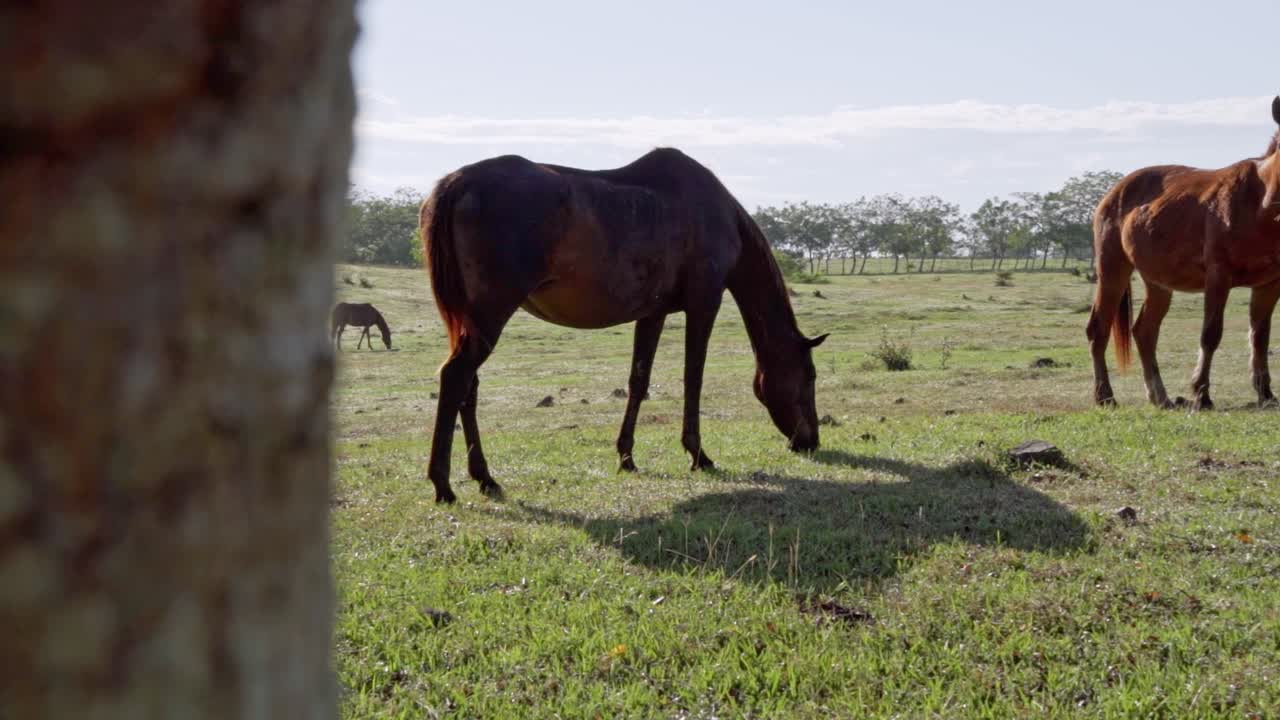 caballos domésticos pastando en el pasto en un día soleado