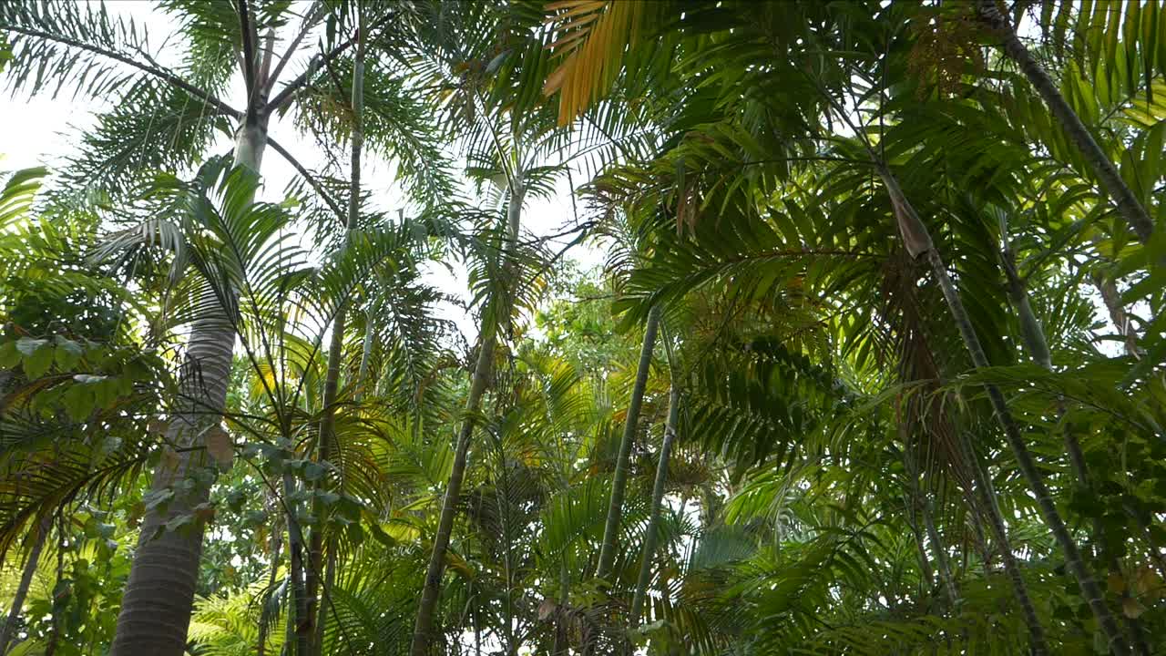 flora y fauna de la jungla, pájaros pequeños despegando de la rama de la palmera, tiro de muñeca