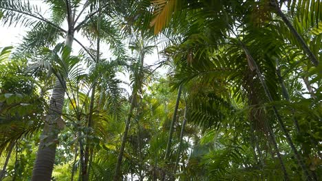 Jungle-Flora-and-Fauna,-Small-birds-taking-off-from-Palm-Tree-branch,-Dolly-shot