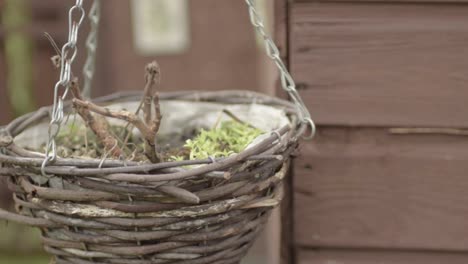 hanging basket in winter garden