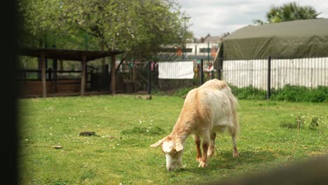 slow motion shot of a goat eating grass on a field