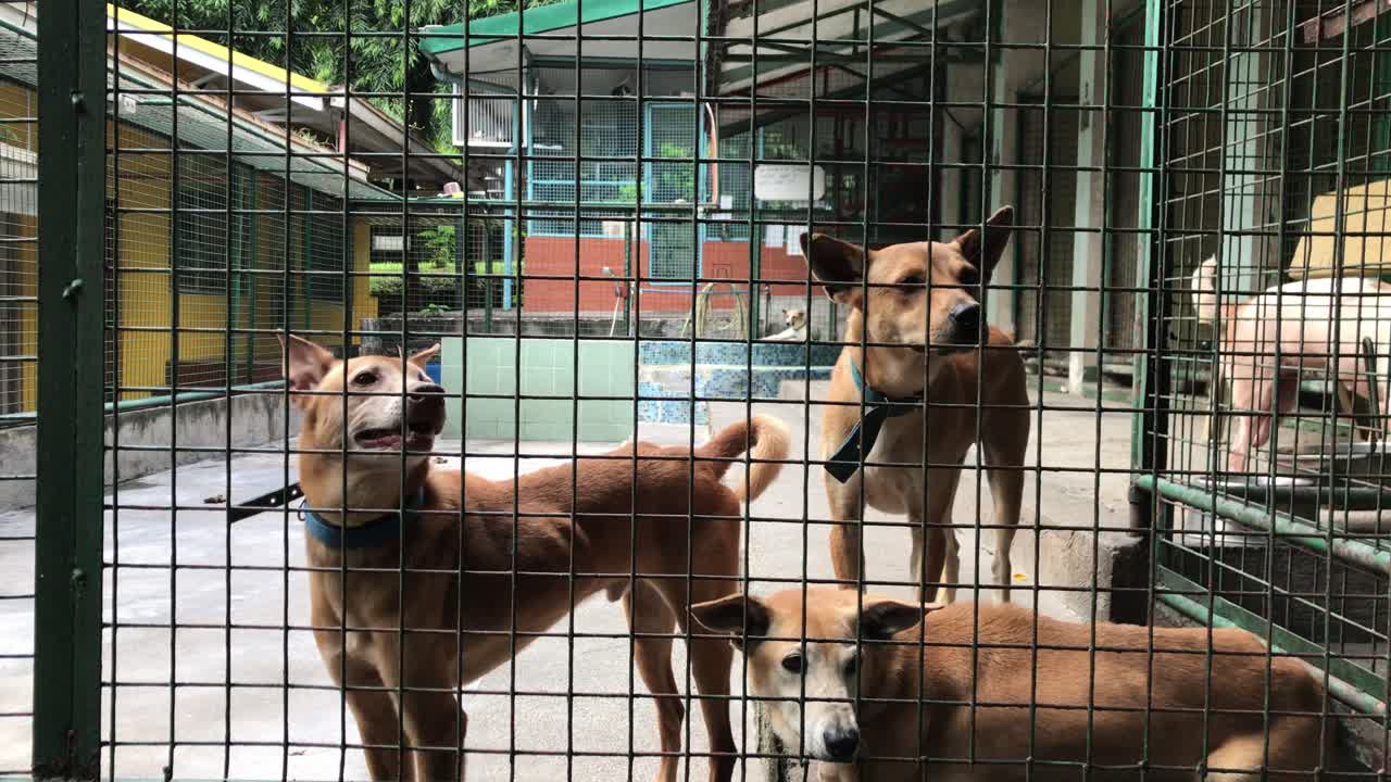 Mixed breed dogs in an animal shelter