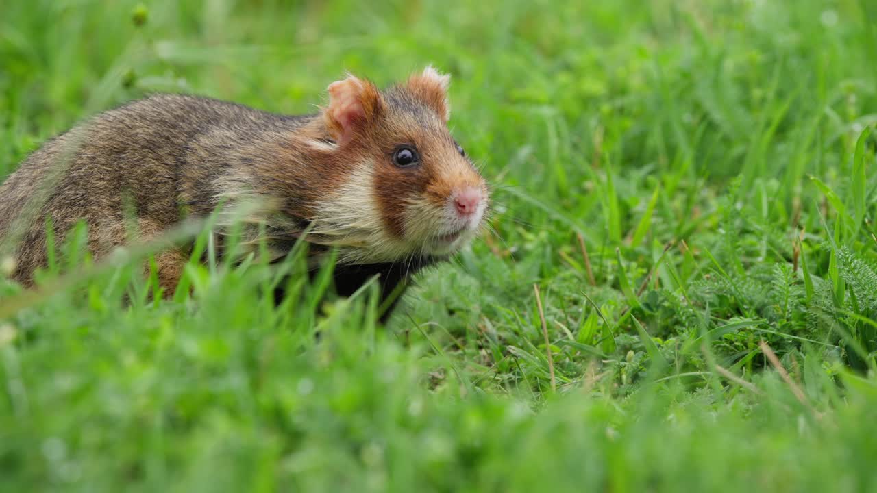 Europeisk hamster stopper midt i matsøket og stirrer i stille spenning