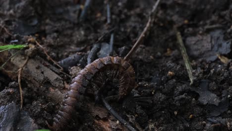 Suddenly-springs-up-to-life-as-it-moves-to-the-left-taken-as-a-time-lapse,-Millipede,-Orthomorpha,-Thailand