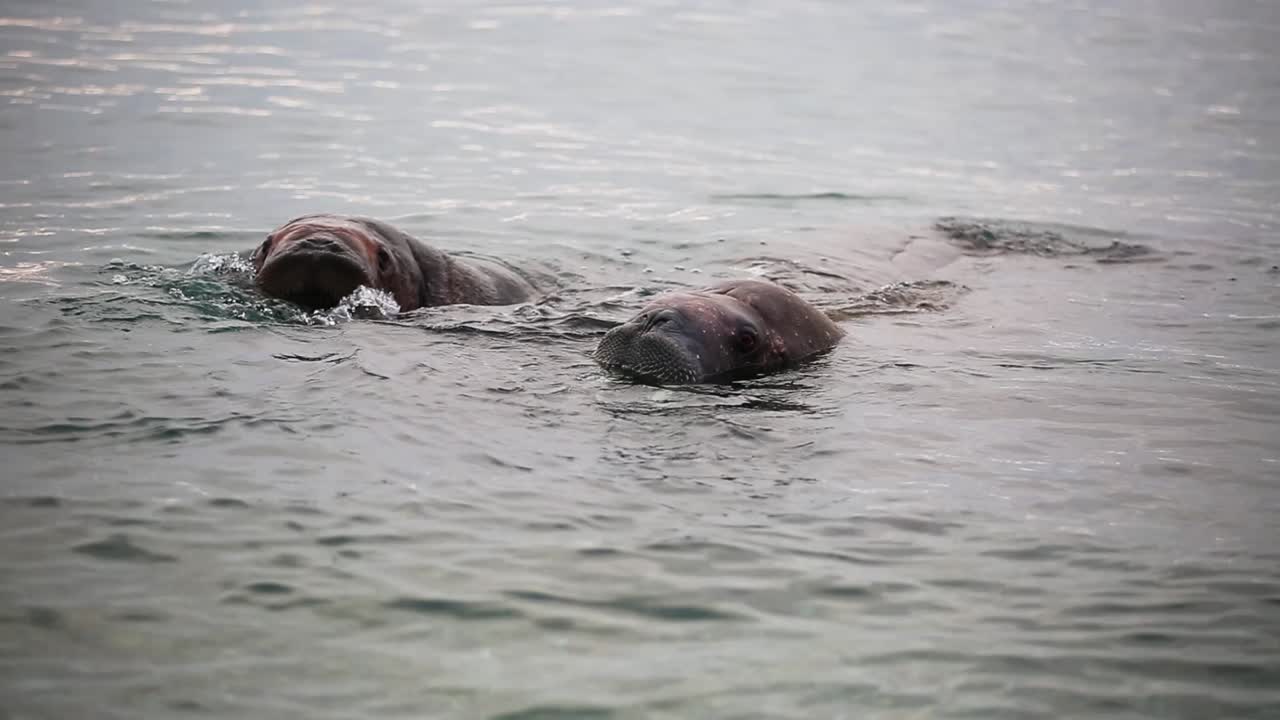 Two Walruses swimming in the Arctic Sea