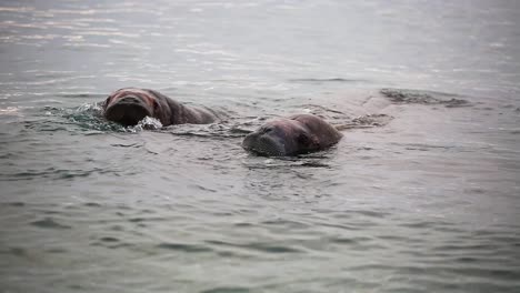 Zwei-Walrosse-Schwimmen-Im-Arktischen-Meer