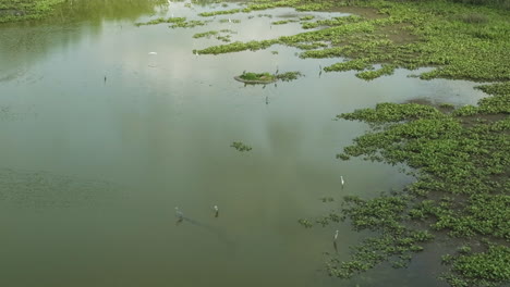 water birds on wetlands in spile lake, missouri, usa