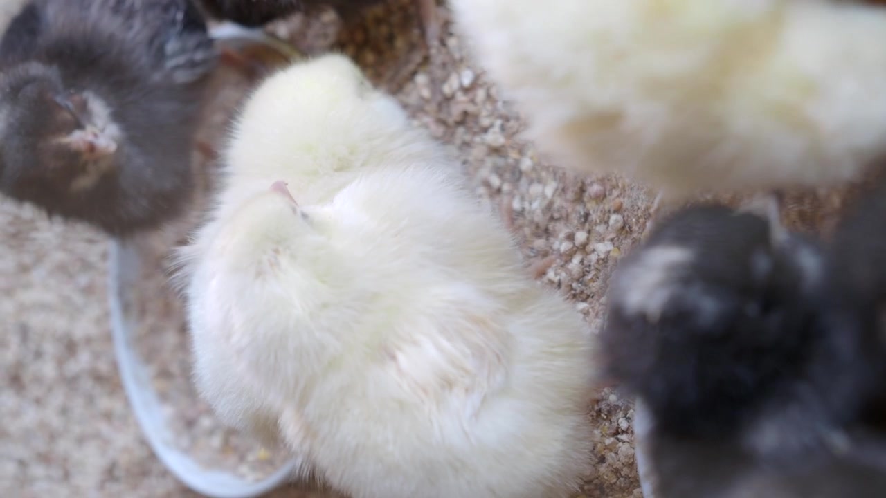 Góc nhìn từ trên cao về những chú gà con bông xù đang ăn thức ăn