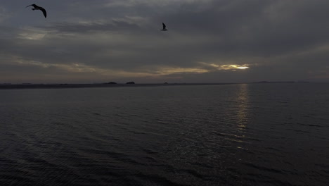 two flying seagulls, sunset in the low tide
