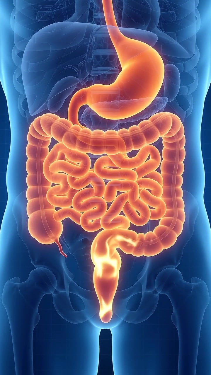 Medical Animation of Human Digestive System Process