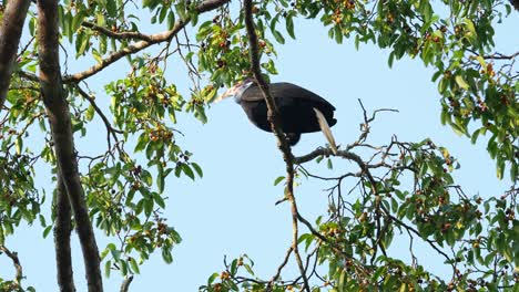 A-female-seen-pulling-fruits-from-the-branches-to-eat,-Wreathed-Hornbill-Rhyticeros-undulatus,-Female,-Thailand