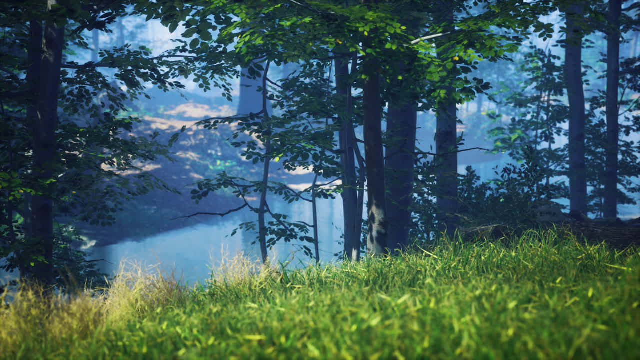 hierba verde en el bosque en una soleada mañana de verano