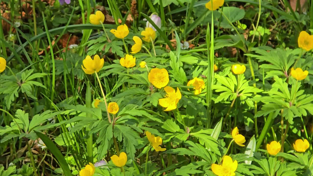 Many bright yellow-golden buttercup blooms in a meadow and moves in the wind.