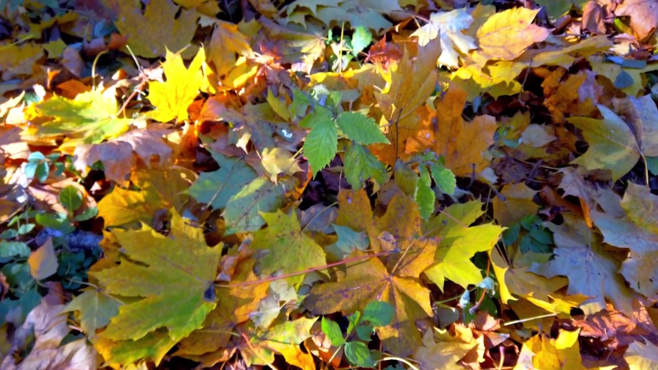 Herbstlaub im Park