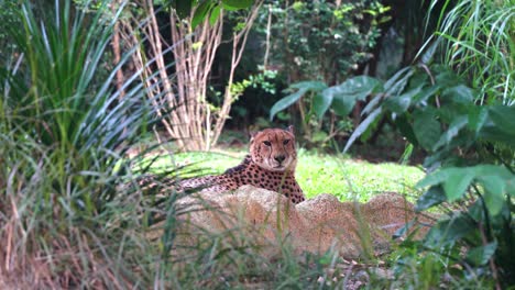 mirando a través de la toma que captura la cara de un guepardo asiático exótico, acinonyx jubatus venaticus con cabeza pequeña y redondeada y hocico corto, agitando sus lindas orejitas, mirando directamente a la cámara