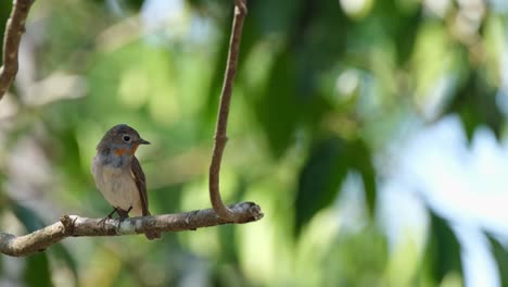 on the left side of the frame, a single red-throated flycatcher can be seen perched on a tiny branch, flicking its tail, and flying down from the branch of the tree inside khao yai national park