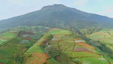 Drone-flying-over-on-Tobacco-plantation-landscape-on-the-slope-of-Mount-Sumbing,-Indonesia