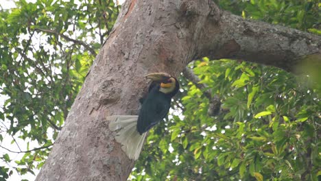 male feeding the individuals inside as the camera zooms out, wreathed hornbill rhyticeros undulatus, male, thailand