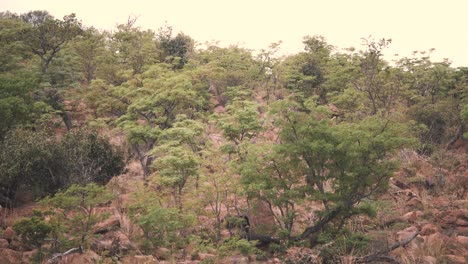 Lion-prowling-woody-hillside-in-african-savannah,-long-shot