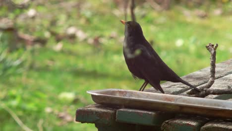 Mittelweite-Einstellung-Einer-Amsel,-Die-Auf-Einem-Alten-Tisch-Mit-Einem-Metalltablett-Sitzt---Sein-Auge-Wird-Von-Einem-Unscharfen-Ast-Umrahmt---Und-Singt