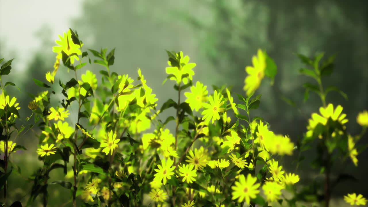 Bright yellow flowers bloom in the morning sun on green grass