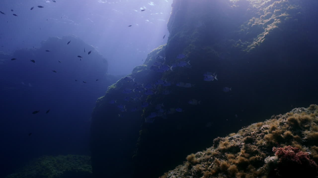 grupo de peces en el mar mediterráneo