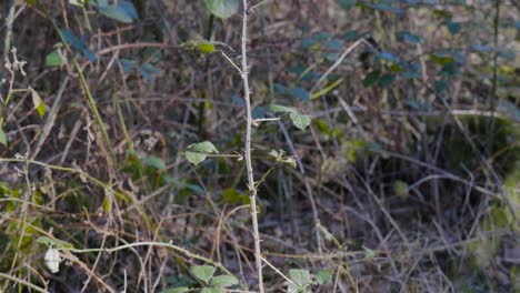 View-of-bushes-of-the-Norfolk-Thetford-Forest