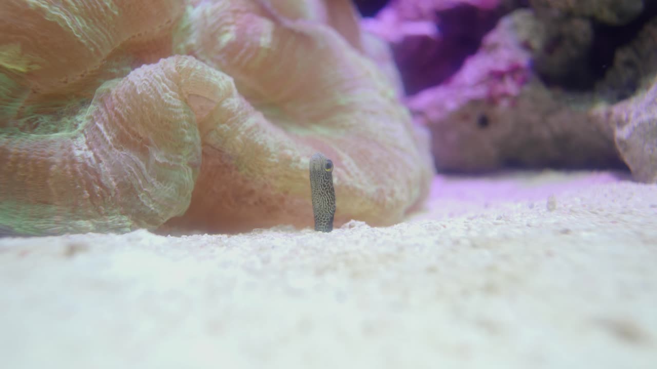 anguila de jardín manchada en la arena con un pez payaso nadando sobre los arrecifes de coral