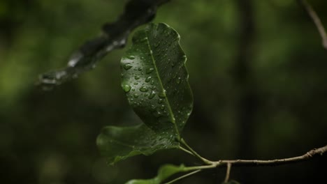 close-view-of-a-leaf-with-water-droplets-along-the-walking-tracks-in-Burleigh-Heads-National-Park,-Gold-Coast,-Australia