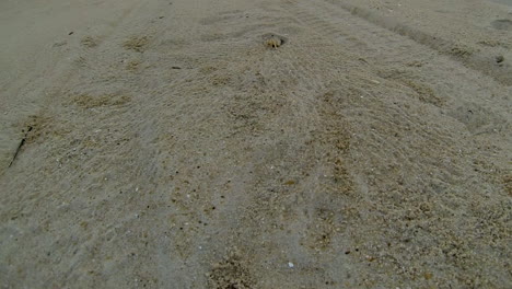 Atlantic-Ghost-Crab-digs-sand-from-burrow-and-scurries-back-into-hole