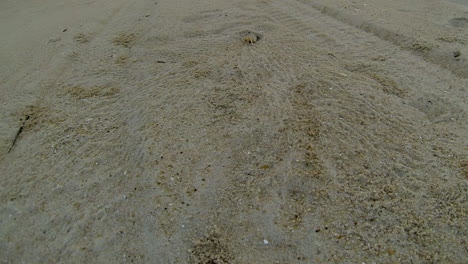 atlantic ghost crab digs sand from burrow and scurries back into hole