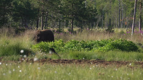 Un-Oso-Salvaje-Deambulando-Solo-En-El-Campo-En-Un-Día-Soleado---Toma-Amplia